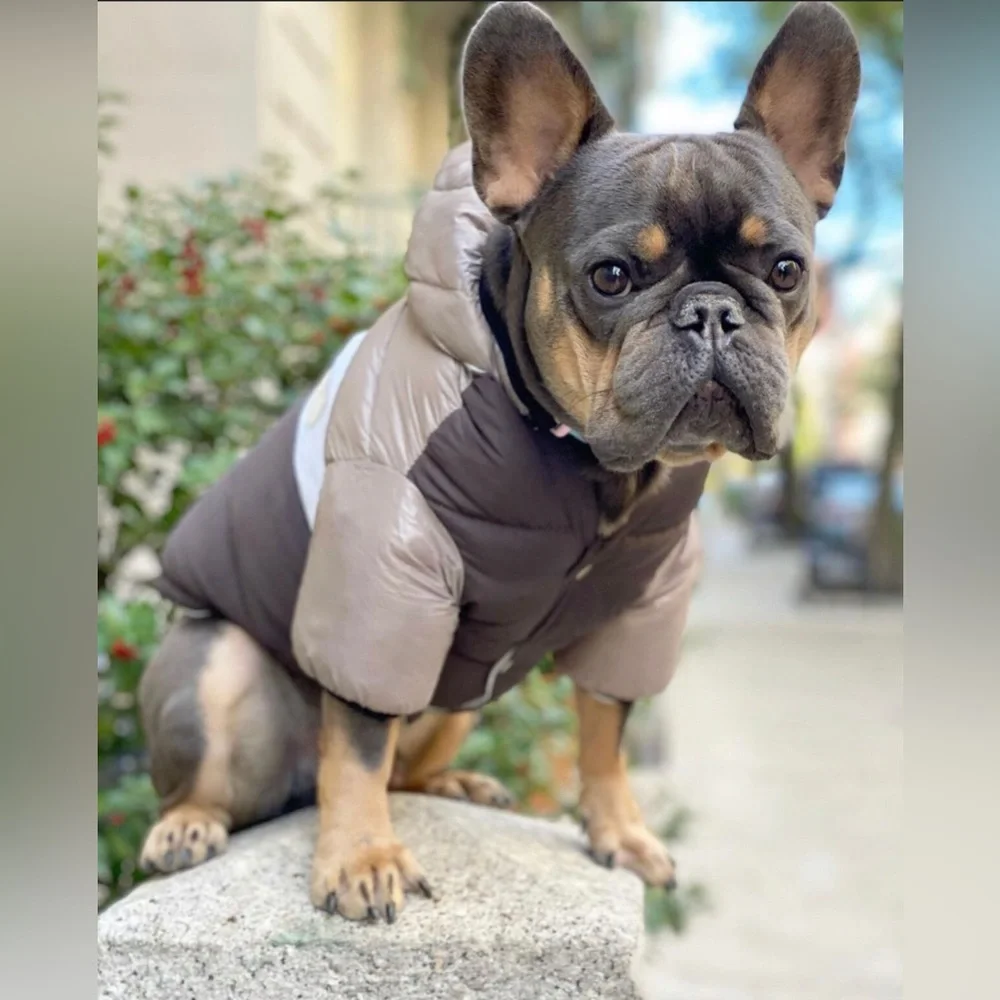 PETsRUS Puffer Jacket Dog Winter Coat Warm Padded Windproof Brown Beige Comfy